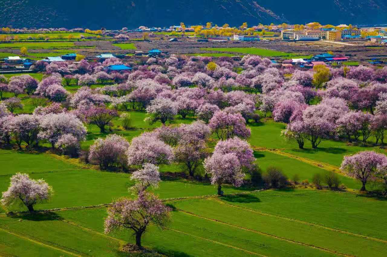 西藏“小江南”迎来桃花季！这3个地方最壮观，赏冰川峡谷中桃花__凤凰网
